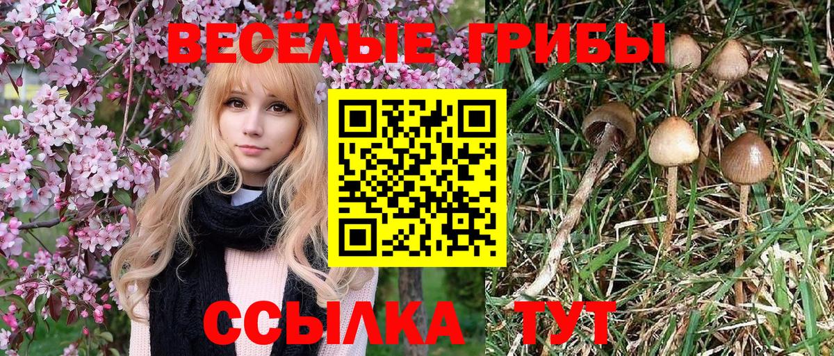 Галлюциногенные грибы Psilocybine cubensis Кузнецк