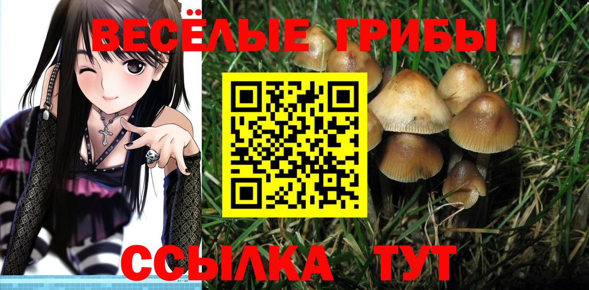 Псилоцибиновые грибы мицелий  Вход с VPN  Кузнецк 